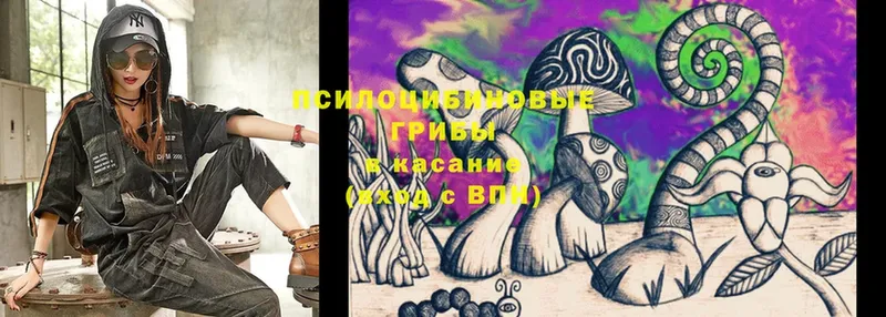 Галлюциногенные грибы Cubensis  Тейково 